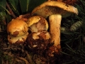 Cortinarius splendens0043